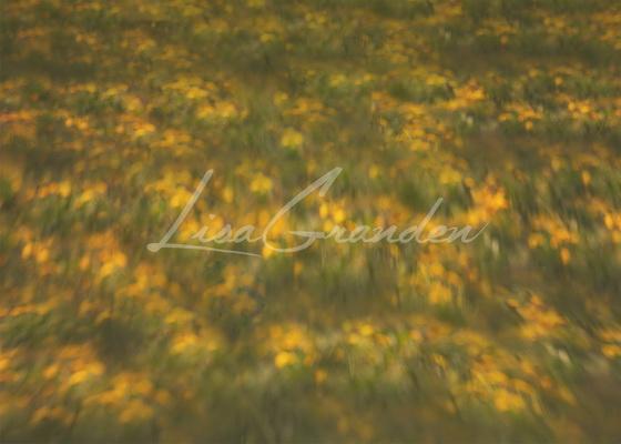 Kate Yellow Orchard Floor Backdrop for Photography Designed by Lisa Granden - Kate Backdrop AU