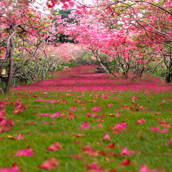 Kate Spring Scenery Partially Blurred Rose Red Flower Tree Valentine's Day Backdrop Photography - Kate Backdrop AU