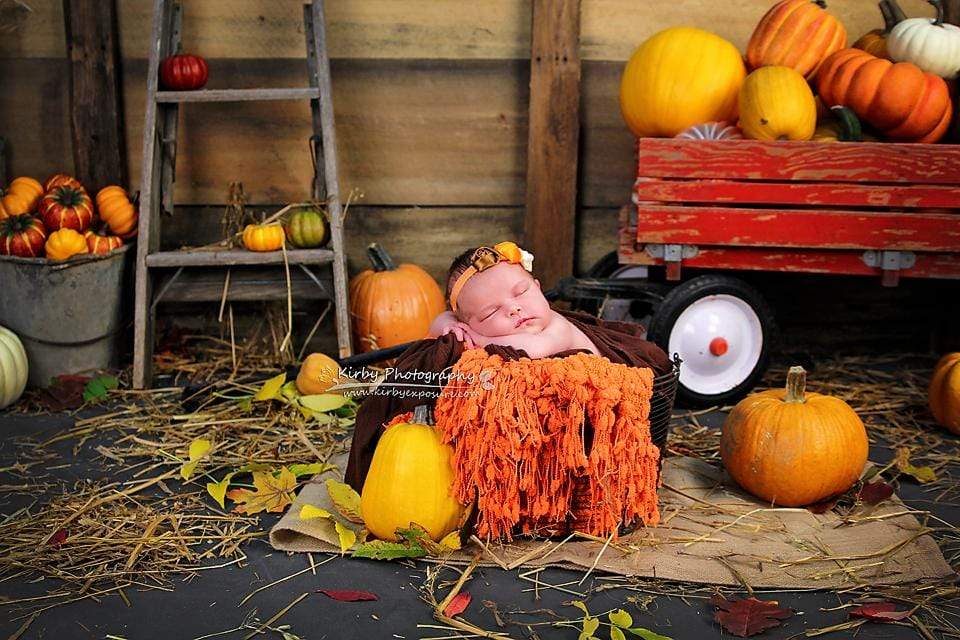 Kate Pumpkin Harvest Backdrop Autumn and Halloween designed by Arica Kirby - Kate Backdrop AU