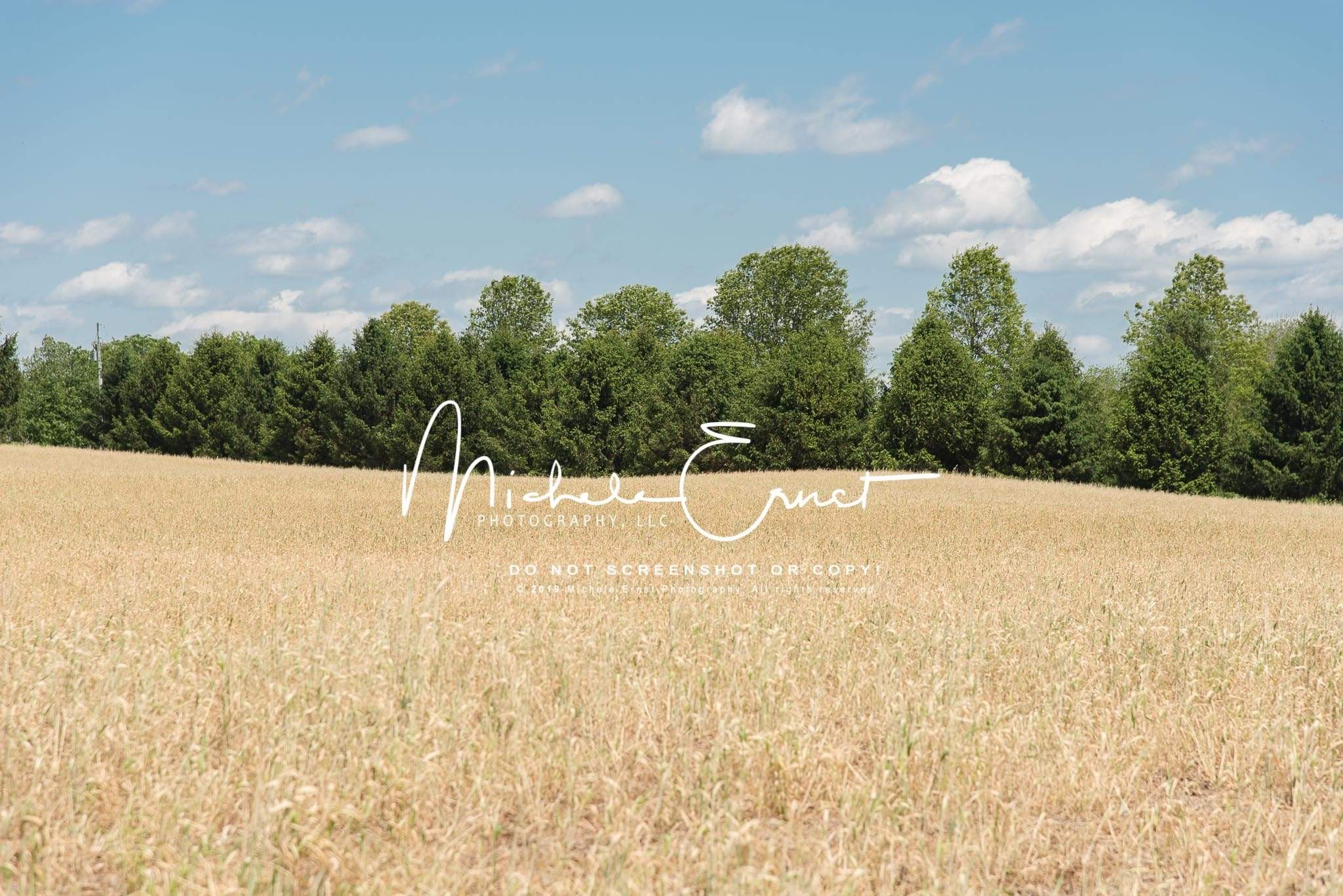 Kate Autumn Wheat Field Fun Backdrop for Photography Designed By Michele Ernst Photography - Kate Backdrop AU