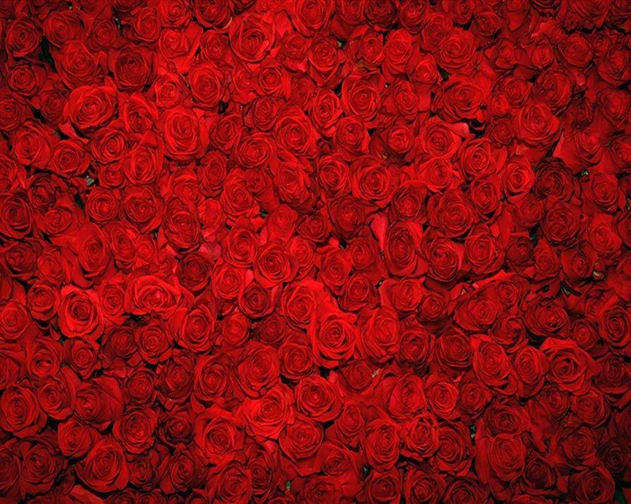 Katebackdrop£ºKate Red Rose Wedding Backdrop for party photos
