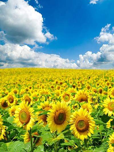 Katebackdrop Kate Sunflower Yellow Flower Sea Photo Sky Scenery Background