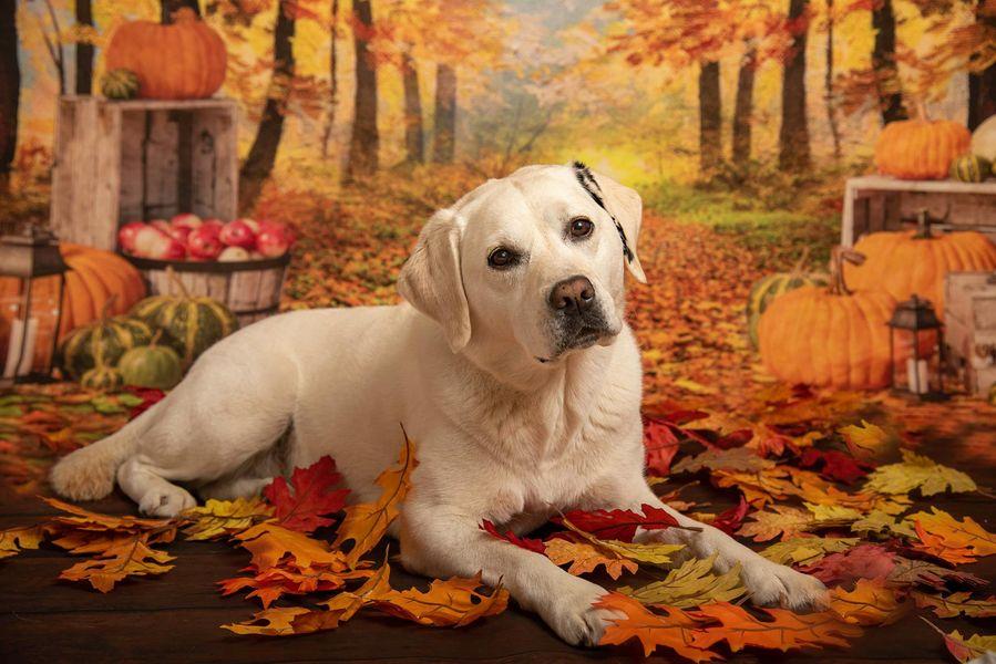 Kate Autumn Leaf Thanksgiving with Pumpkins Backdrop Designed By Jerry_Sina - Kate Backdrop AU