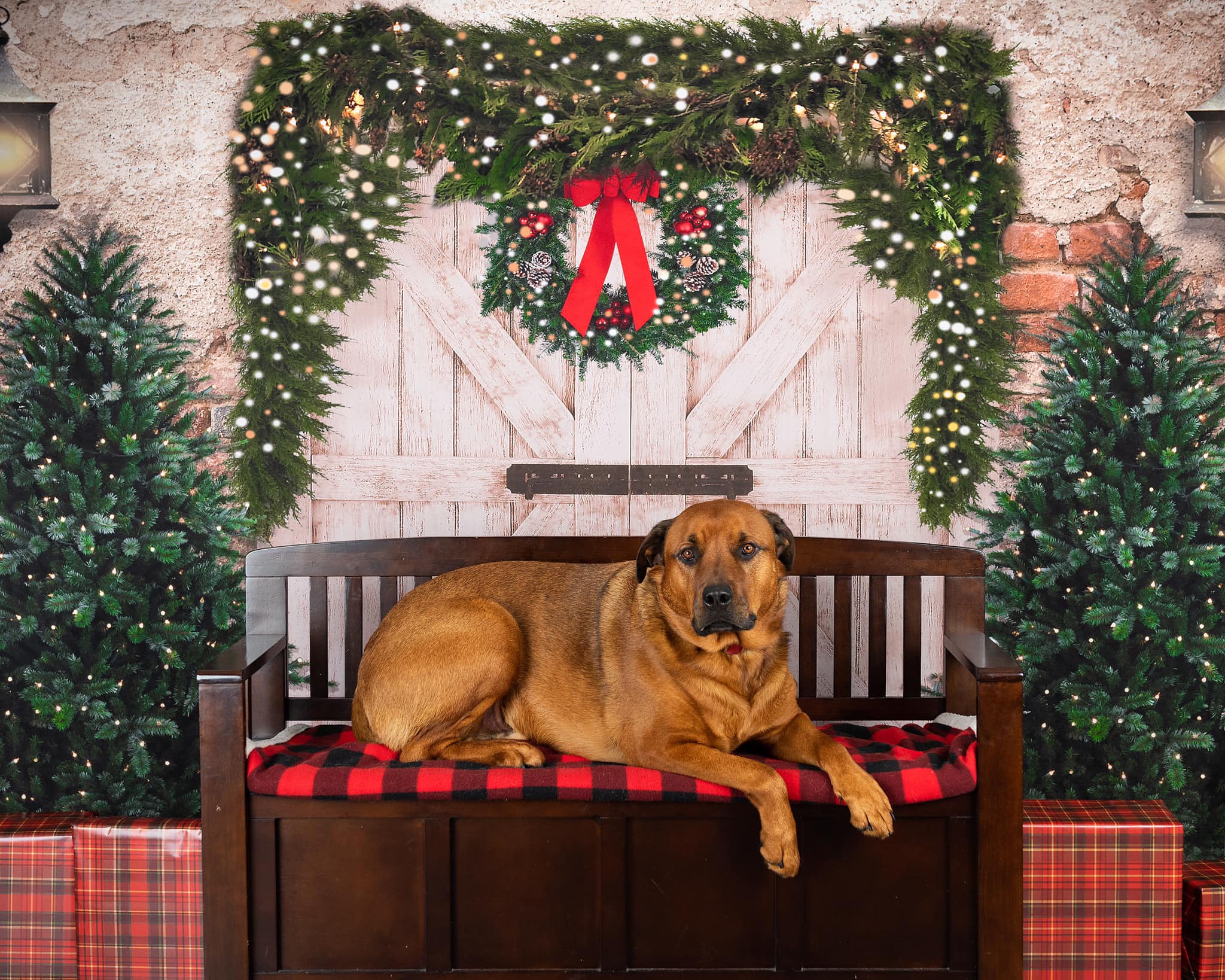 Kate Christmas Backdrop Brick Wall Door & Xmas Trees Designed By JS Photography - Kate Backdrop AU