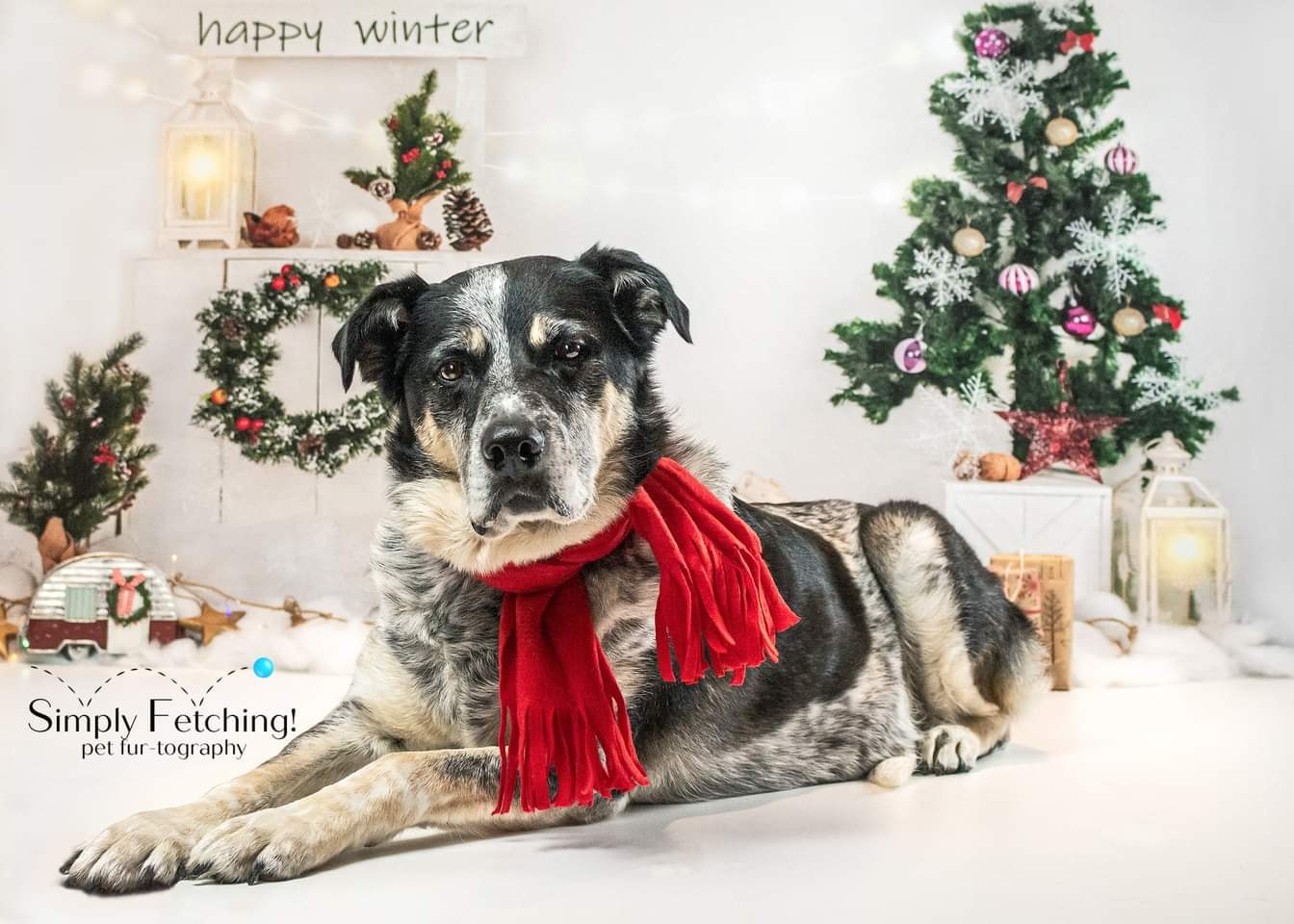 Kate Happy Winter Xmas Backdrop Designed by Jia Chan Photography - Kate Backdrop AU