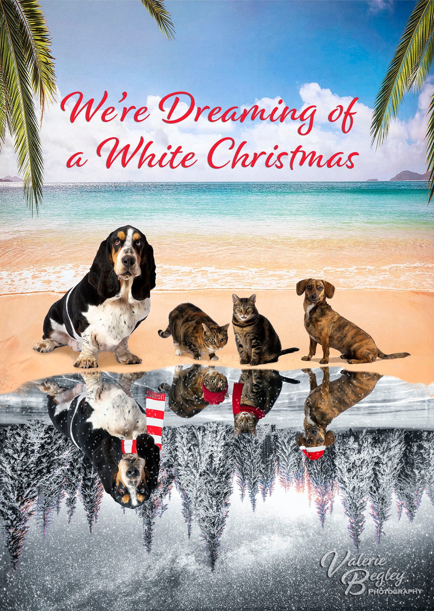 Kate Summer Beach Blue Sky Backdrop Designed by Chain Photography - Kate Backdrop AU