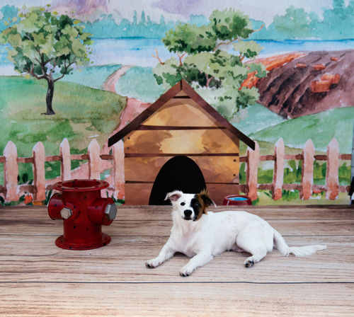 Kate Dog House Backdrop Designed by Megan Leigh Photography - Kate Backdrop AU