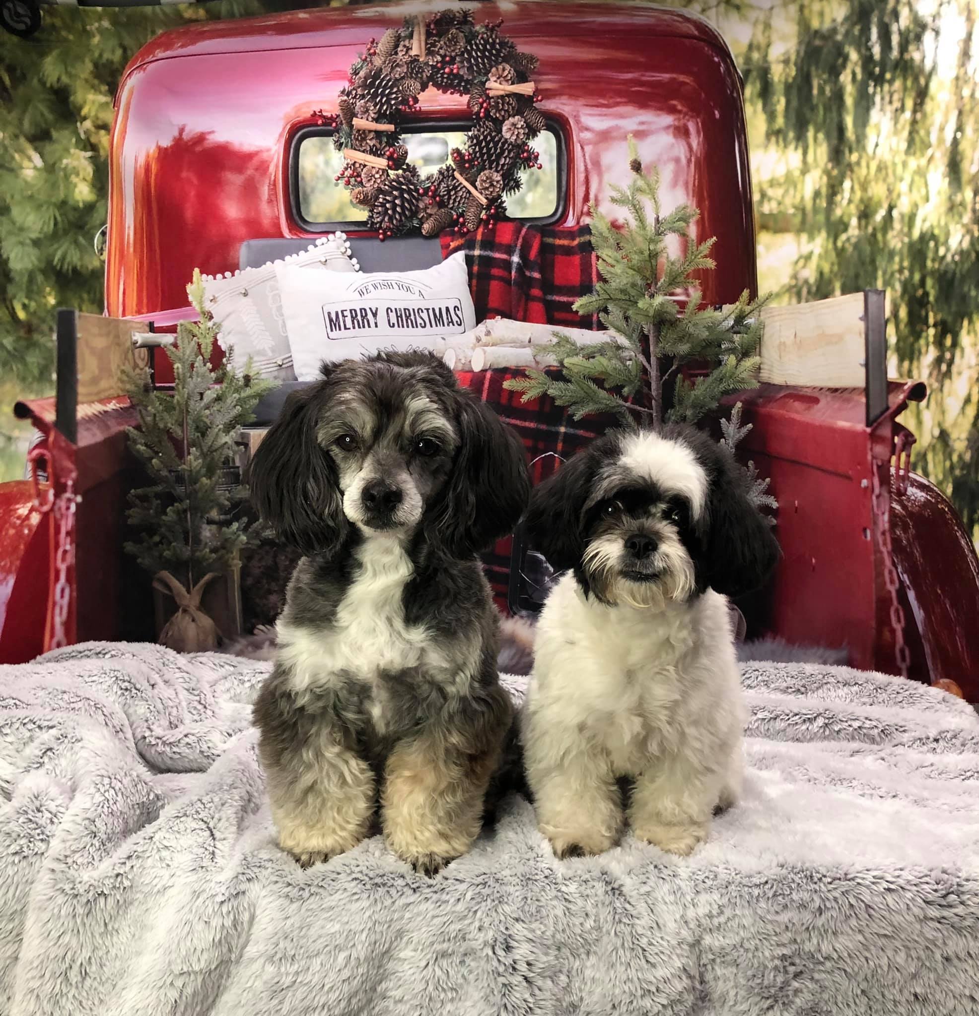 Kate Red Christmas Truck Backdrop Designed by Mandy Ringe Photography - Kate Backdrop AU