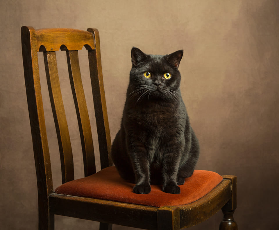 Kate Gold little brown Texture Abstract Background Photos Backdrop - Kate Backdrop AU