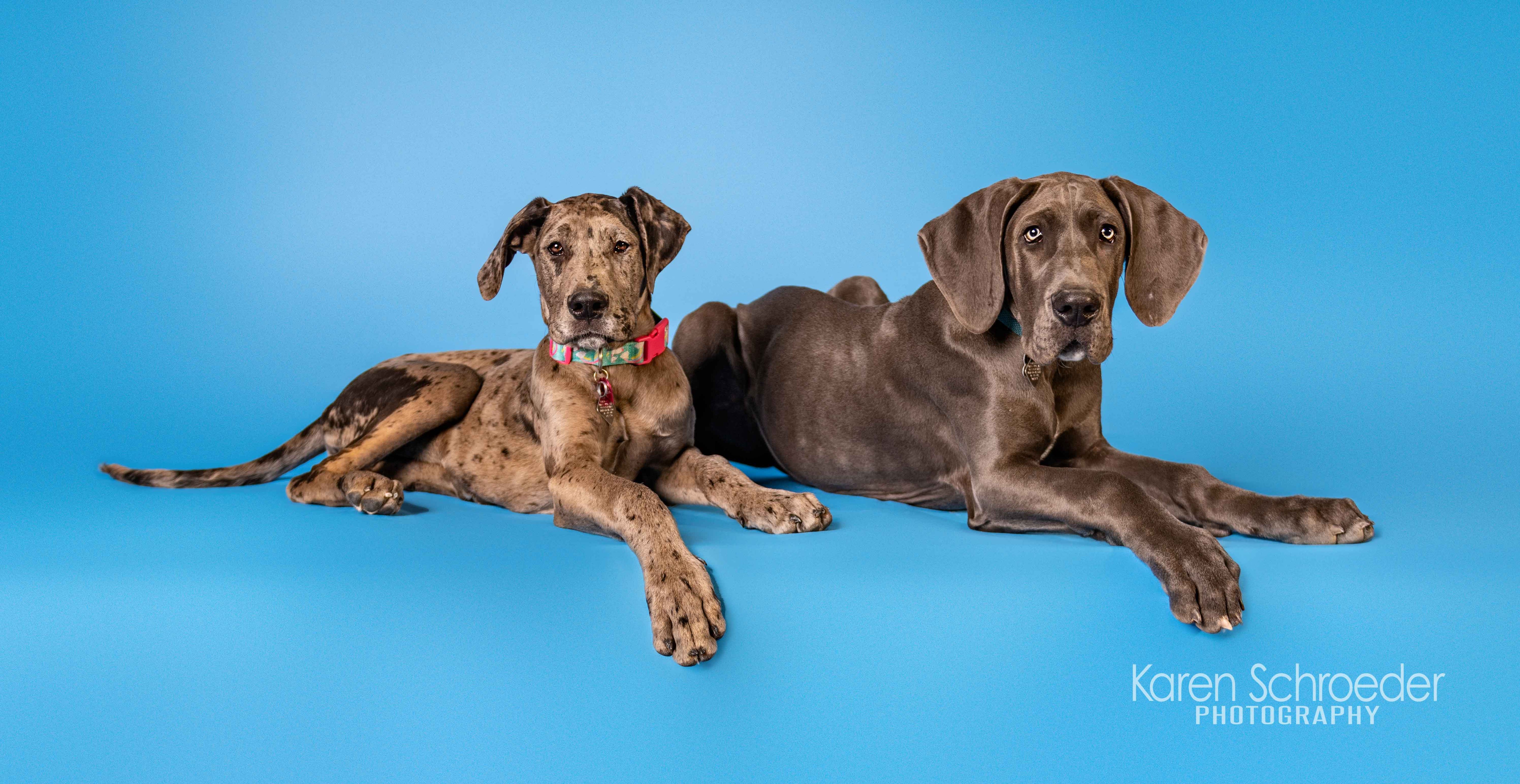 Kate Light Blue Solid Color Backdrop for Photography - Kate Backdrop AU