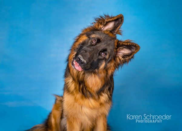 Kate Light Blue Solid Color Backdrop for Photography - Kate Backdrop AU