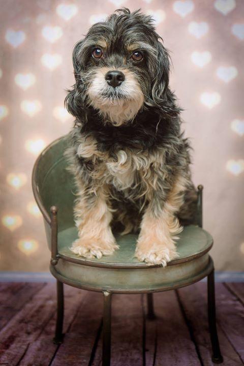 Kate Gold Heart Valentines Backdrop with wood part - Kate Backdrop AU