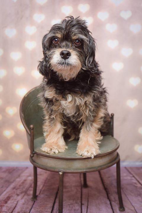 Kate Gold Heart Valentines Backdrop with wood part - Kate Backdrop AU