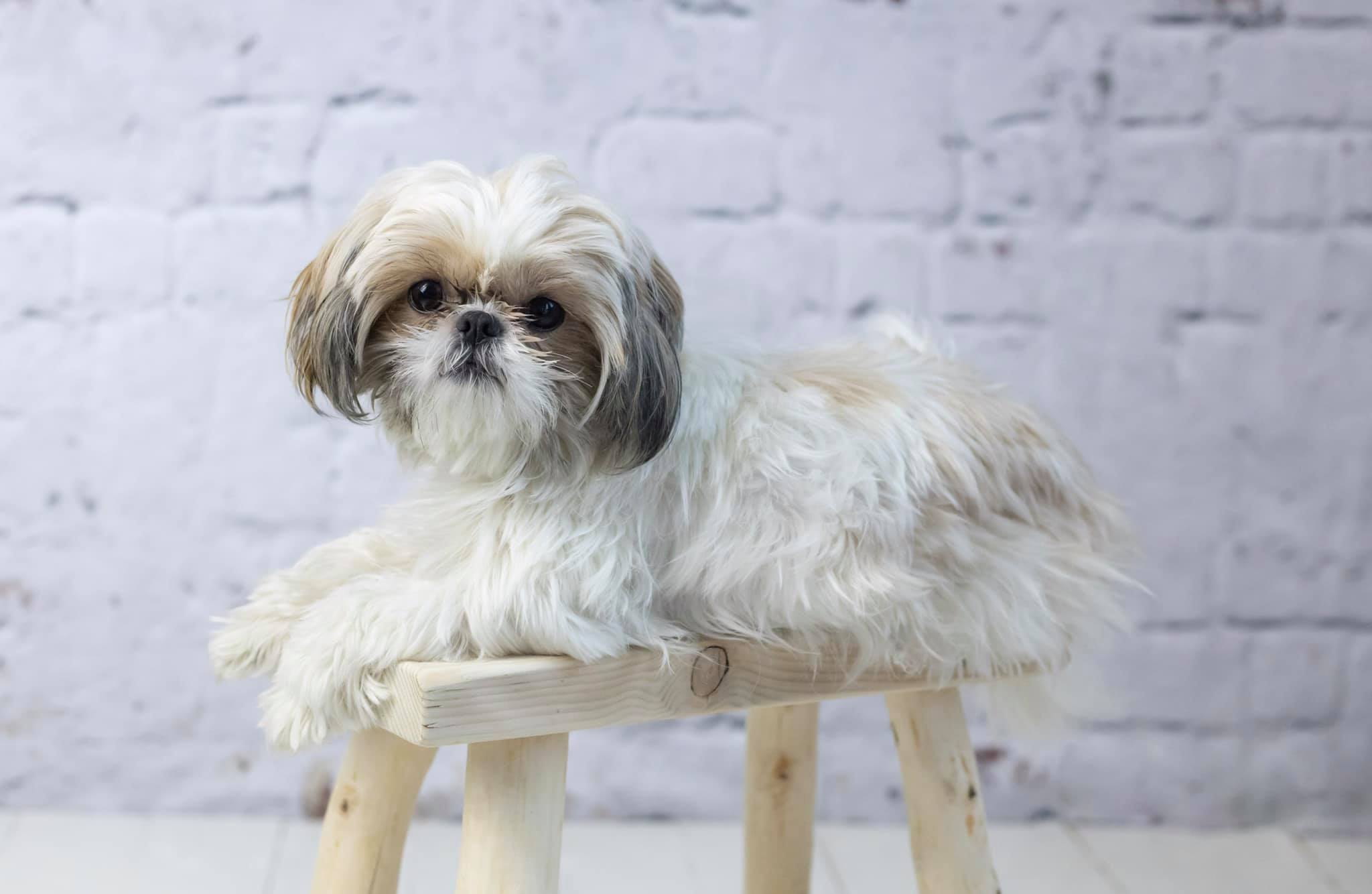 Kate Retro White Brick Wall Backdrop for Photography - Kate Backdrop AU
