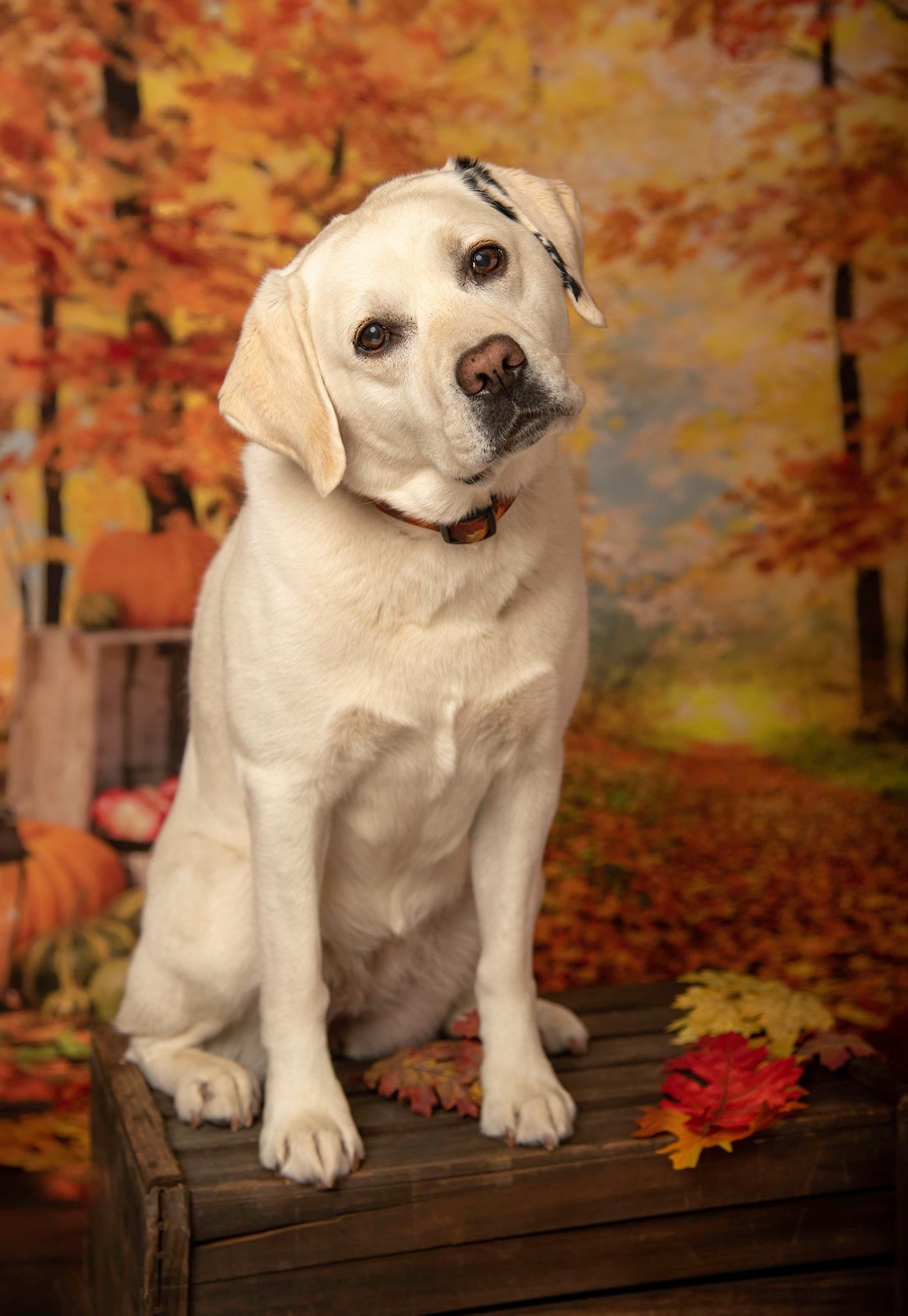 Kate Autumn Leaf Thanksgiving with Pumpkins Backdrop Designed By Jerry_Sina - Kate Backdrop AU