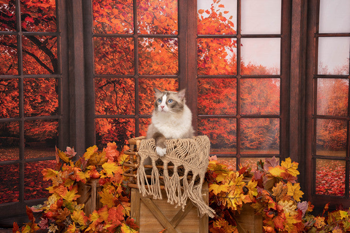 Kate Autumn Fallen Leaves Backdrop Window for Photography - Kate Backdrop AU