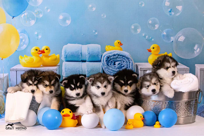 Pet Photography