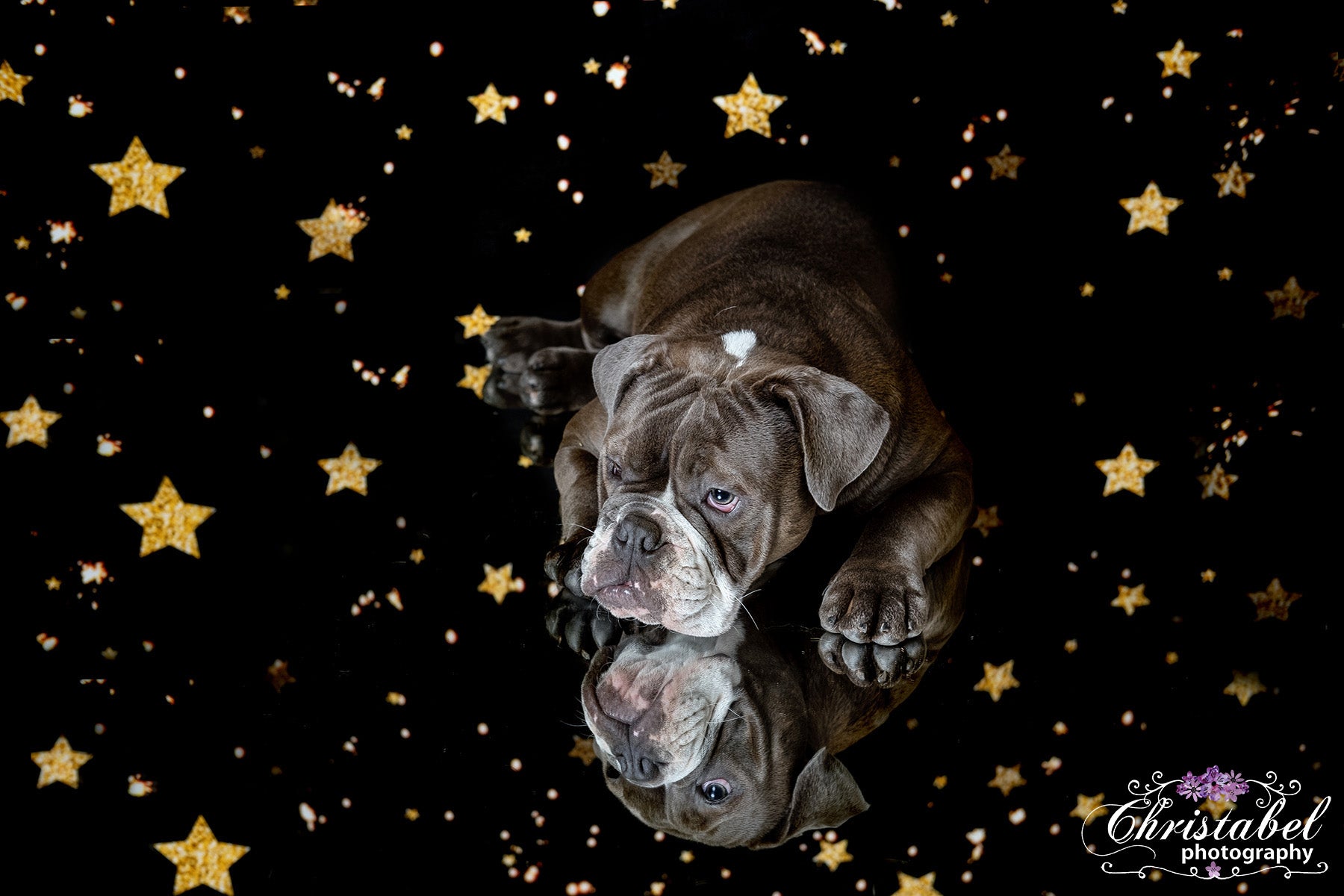 Kate Black Golden Stars Bokeh Children Backdrop Designed by Jerry_sina - Kate Backdrop AU