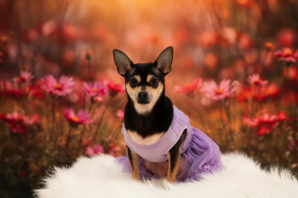 Kate Spring Sunshine Red Flower Backdrop Designed by Emetselch - Kate Backdrop AU