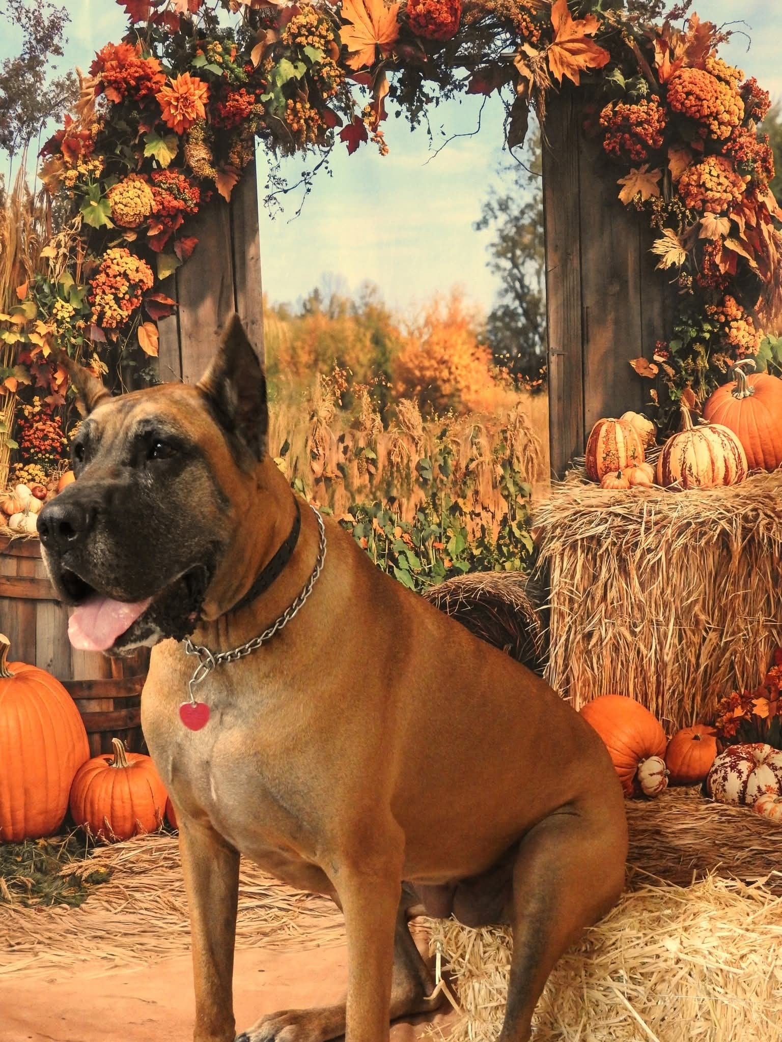 Kate Autumn Pumpkins Hay Backdrop Designed by Emetselch - Kate Backdrop AU
