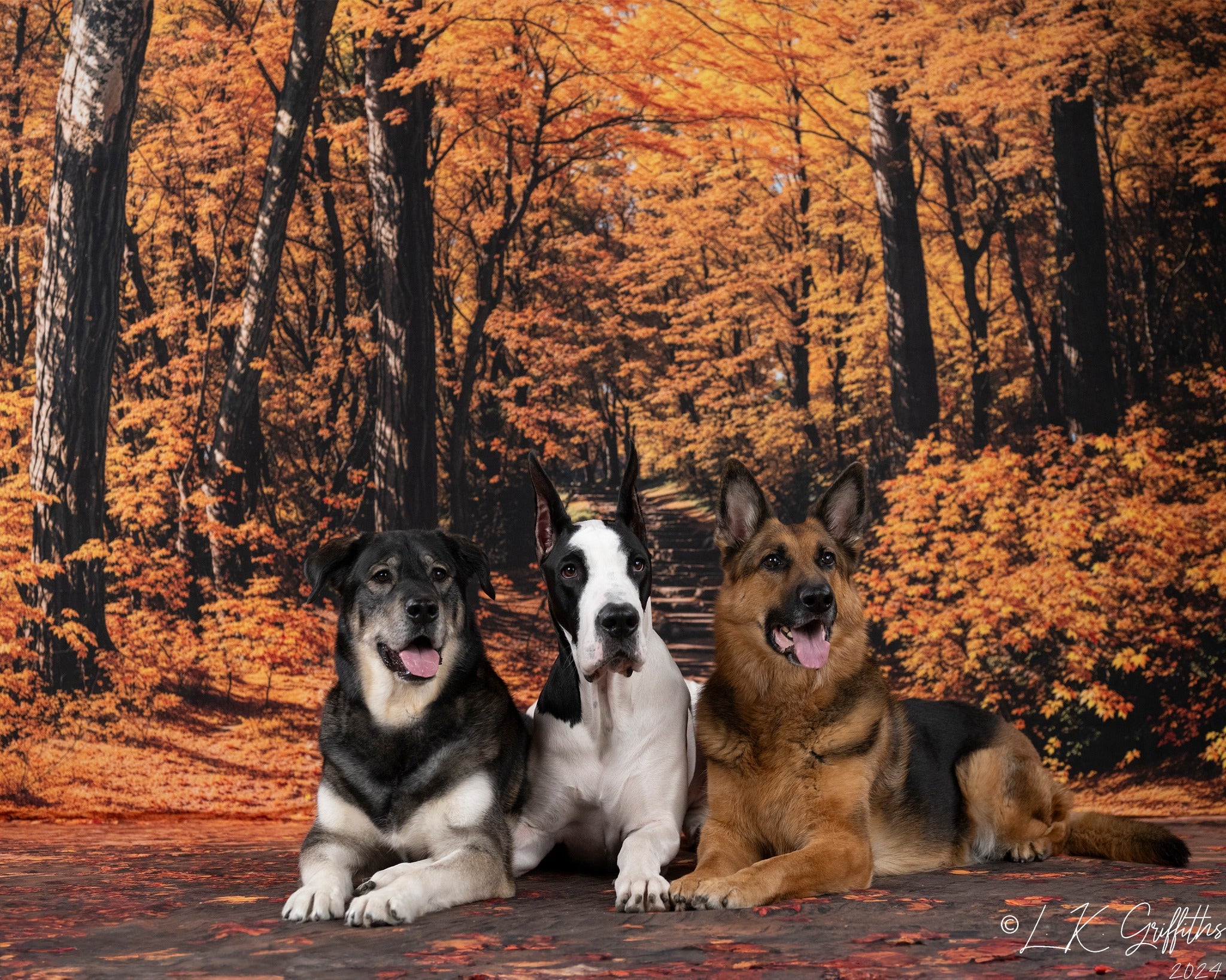 Kate Fall Forest Path Backdrop Designed by Emetselch - Kate Backdrop AU