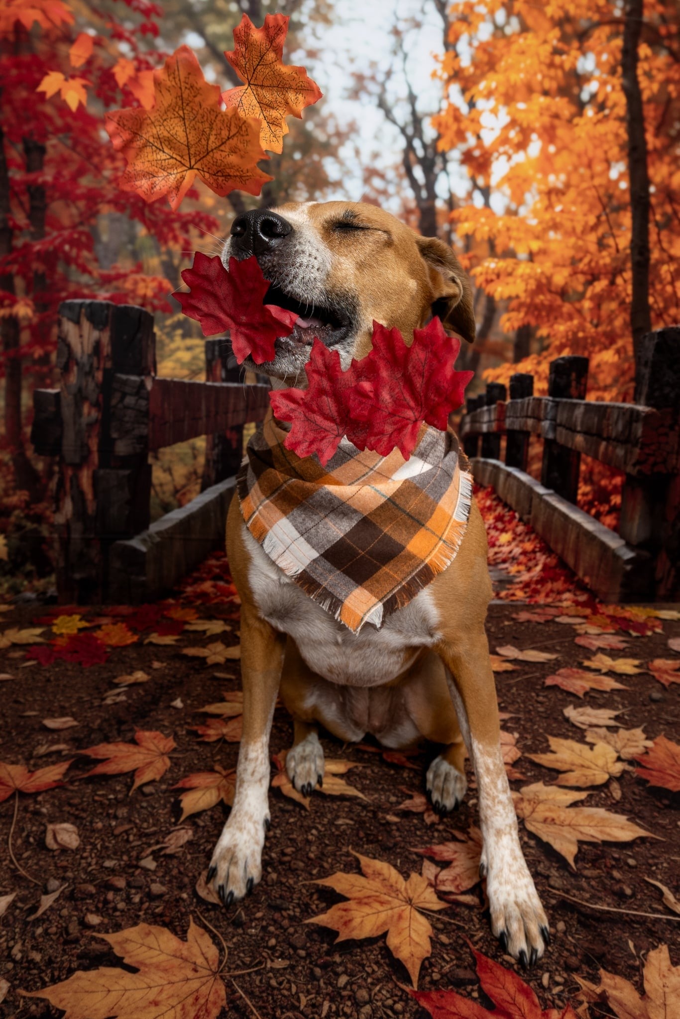Kate Autumn Bridge Wooden Pathway Backdrop Designed by Emetselch