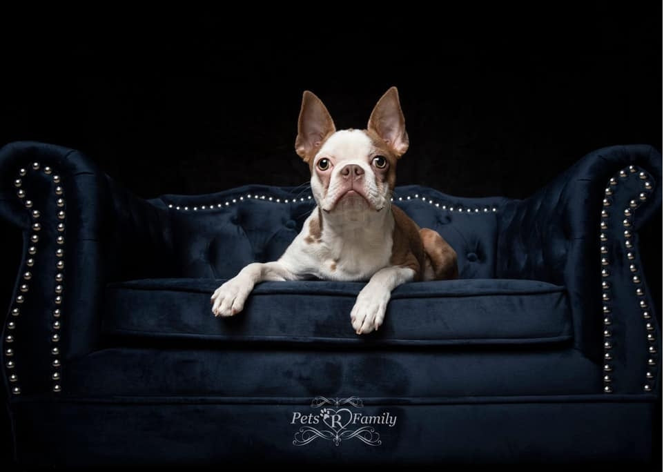 Kate Black Seamless Paper Backdrop for Photography 4.4x32ft(1.35x10m) - Kate Backdrop AU