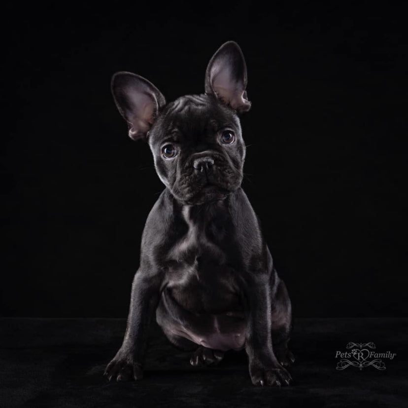 Kate Black Seamless Paper Backdrop for Photography 4.4x32ft(1.35x10m) - Kate Backdrop AU