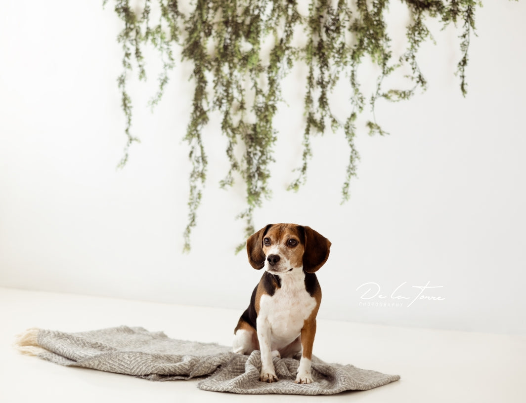 Kate Spring/Summer Vine Garland on White Wall Backdrop Designed by Mandy Ringe Photography - Kate Backdrop AU