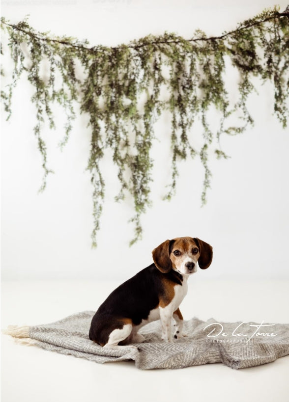 Kate Spring/Summer Vine Garland on White Wall Backdrop Designed by Mandy Ringe Photography - Kate Backdrop AU