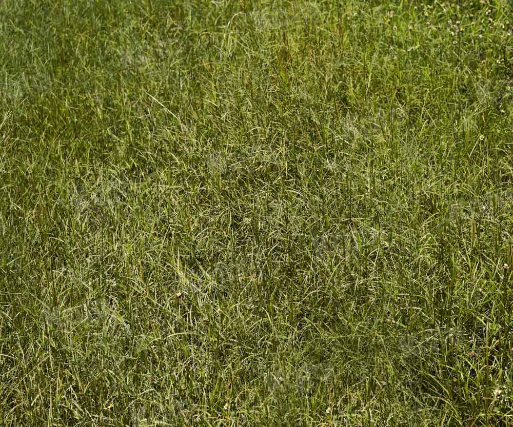 Kate Green Grass Field Backdrop Designed by Kate Image