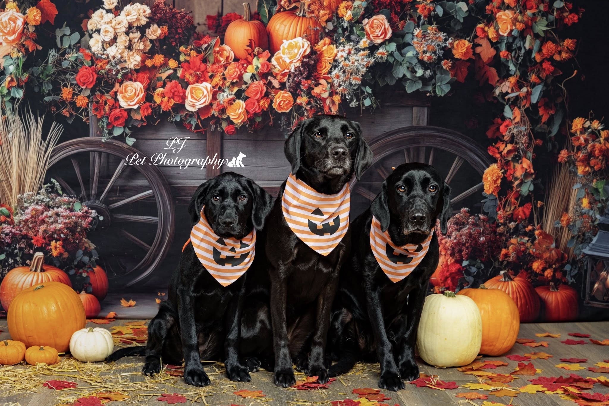Kate Autumn Flower Pumpkins Backdrop Designed by Patty Roberts
