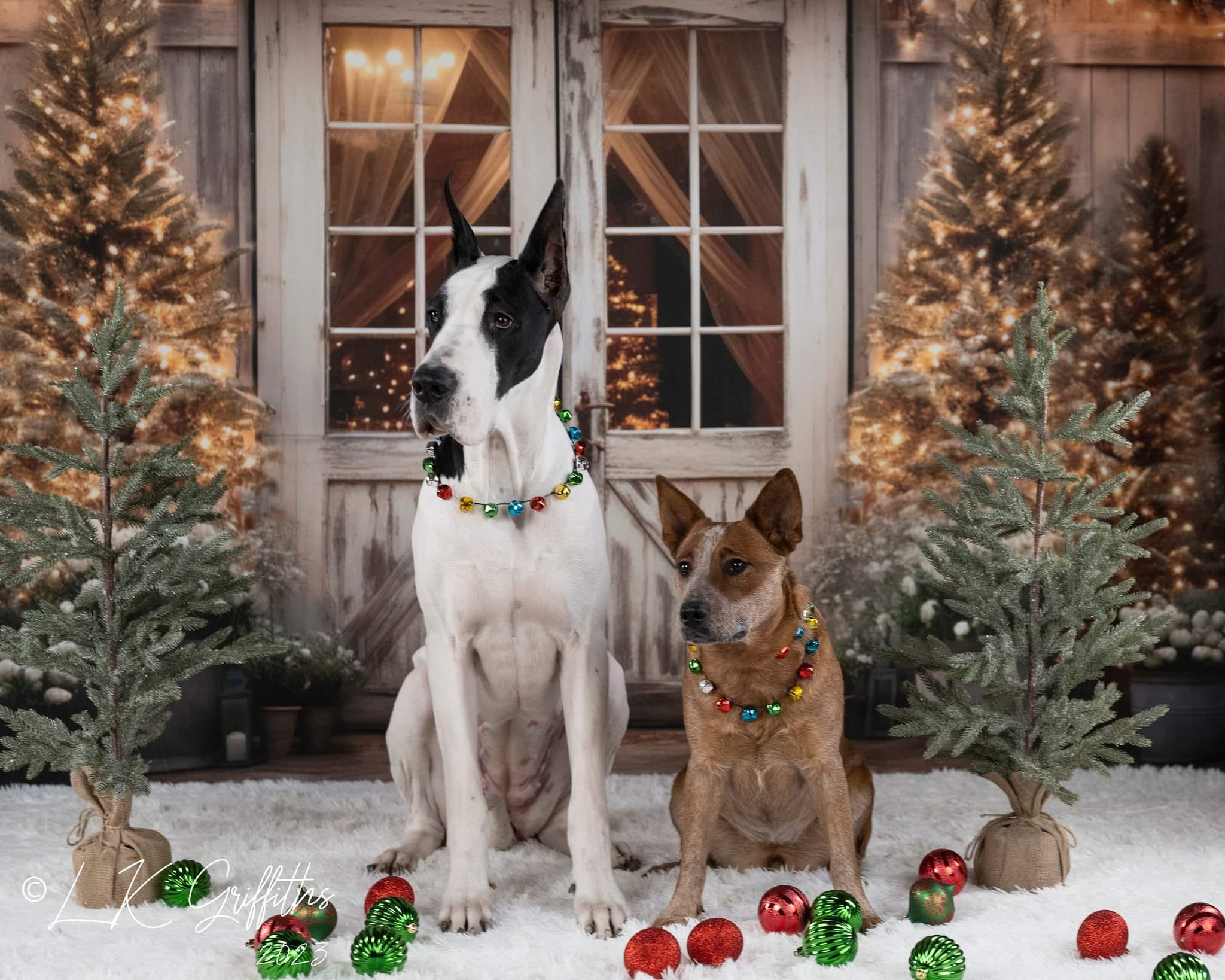 Kate Christmas Barn with Lights and Christmas Tree Backdrop Designed by Emetselch