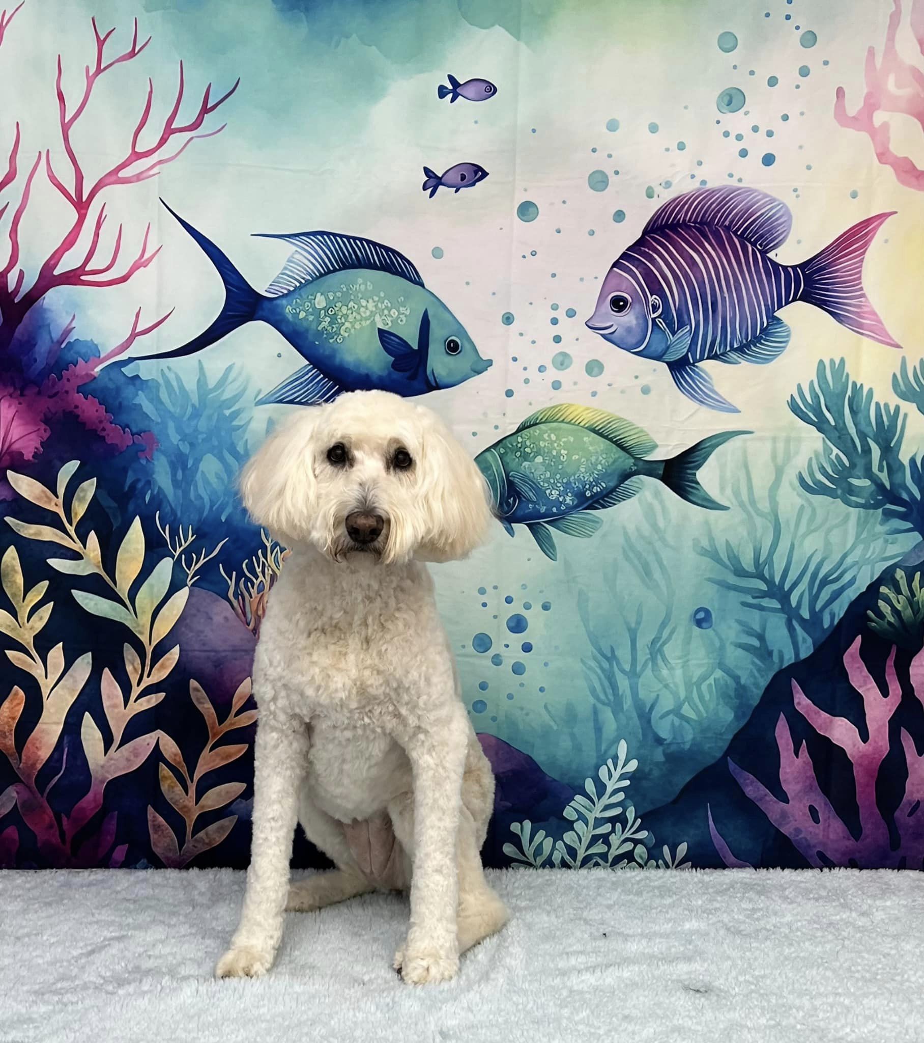 Kate Magical Sea Kingdom Backdrop Designed by Patty Robertss - Kate Backdrop AU