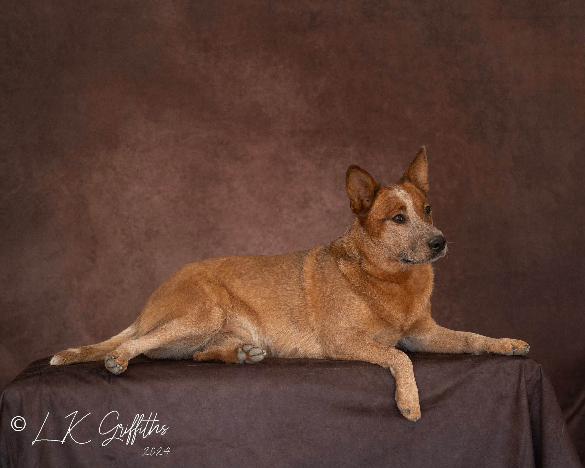Kate Texture Abstract Fine Art Backdrop Designed by Kate Image - Kate Backdrop AU
