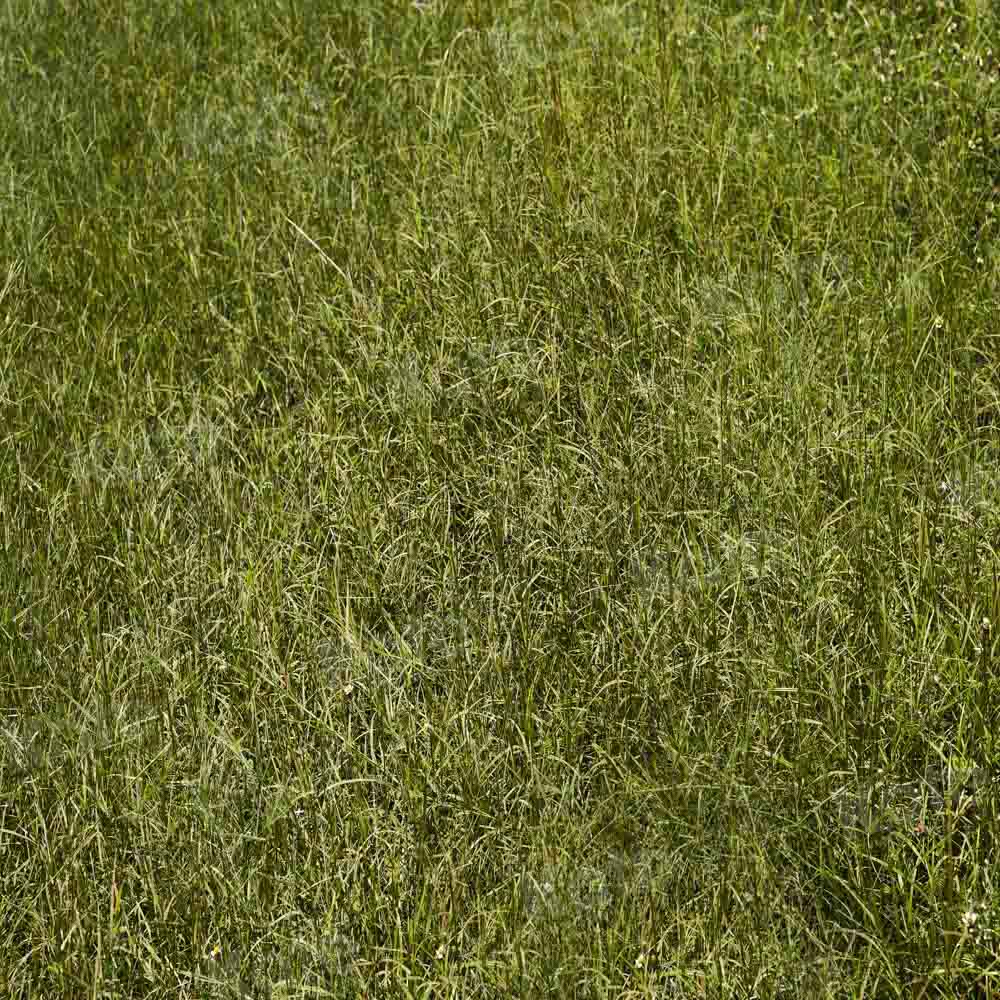 Kate Green Grass Field Backdrop Designed by Kate Image