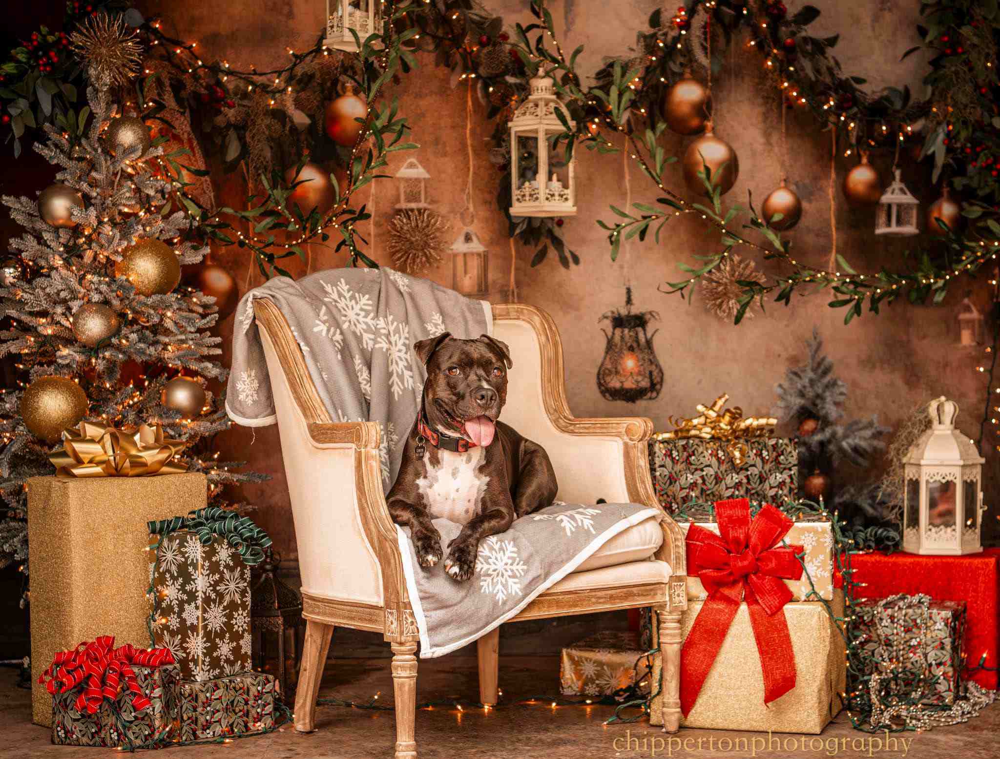 Kate Christmas Decay Backdrop Designed by Lidia Redekopp - Kate Backdrop AU
