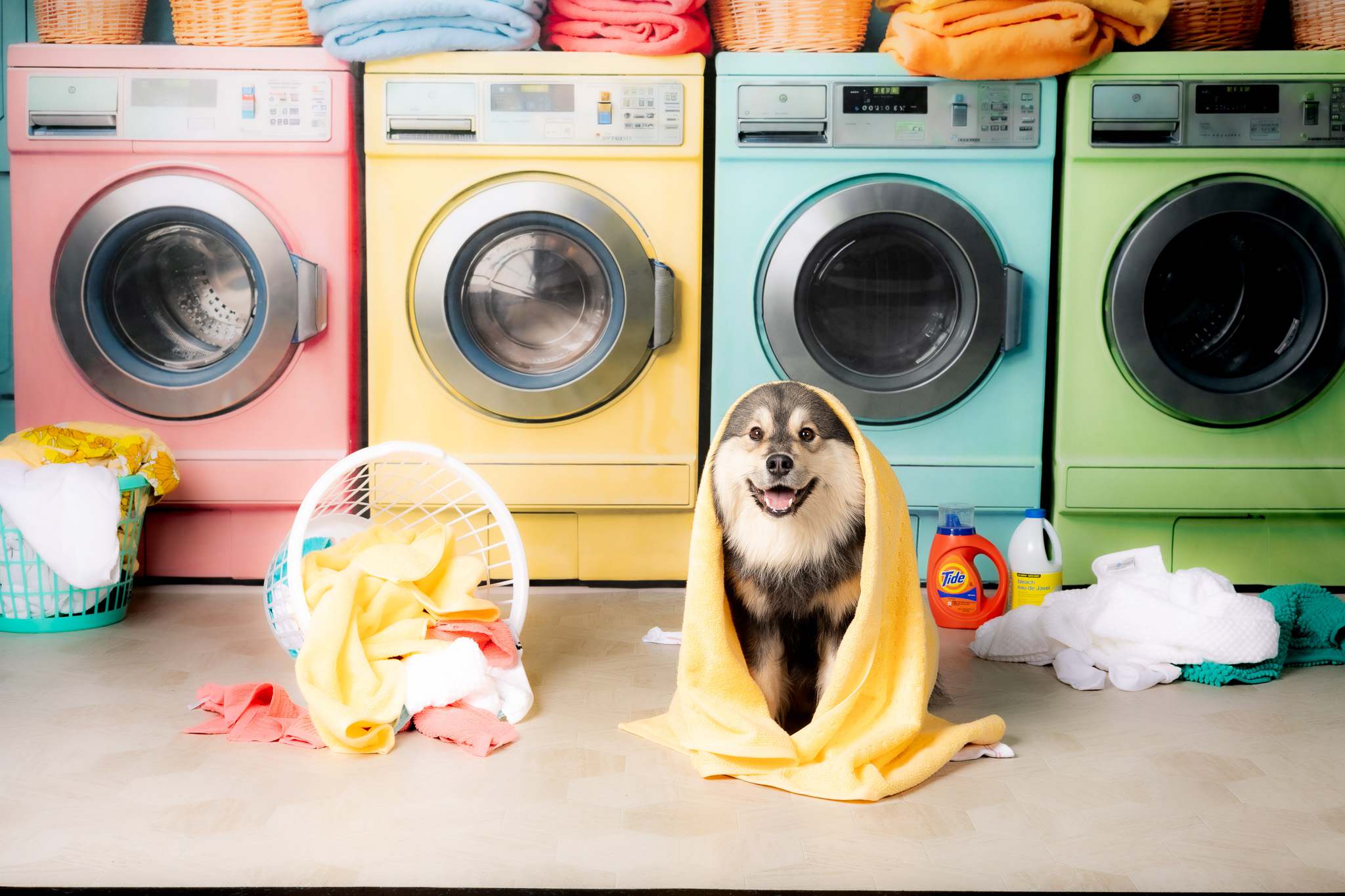 Dog in blanket squatting in front of washing machine backdrop