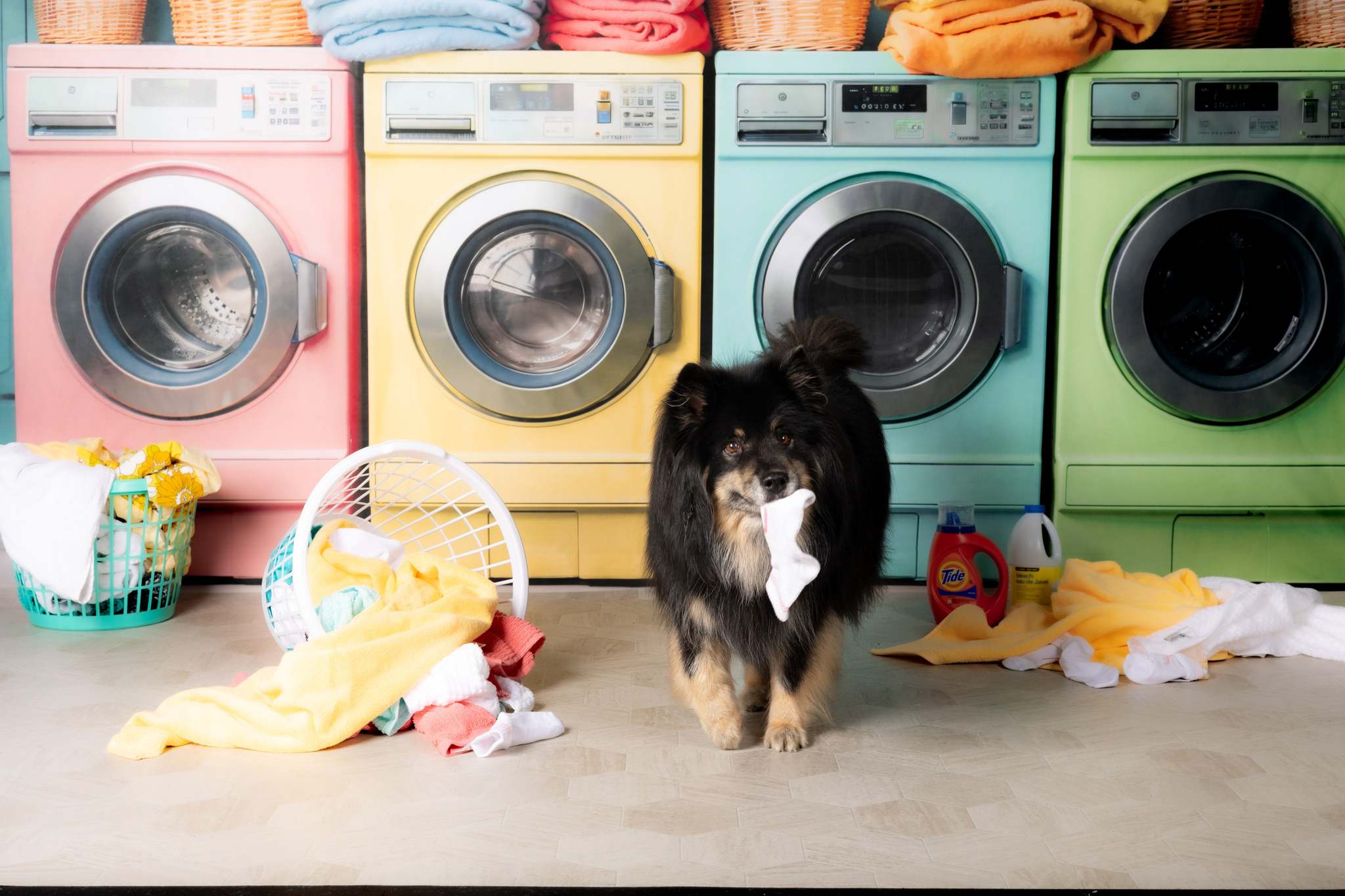 Dog with sock in mouth in front of washing machine backdrop