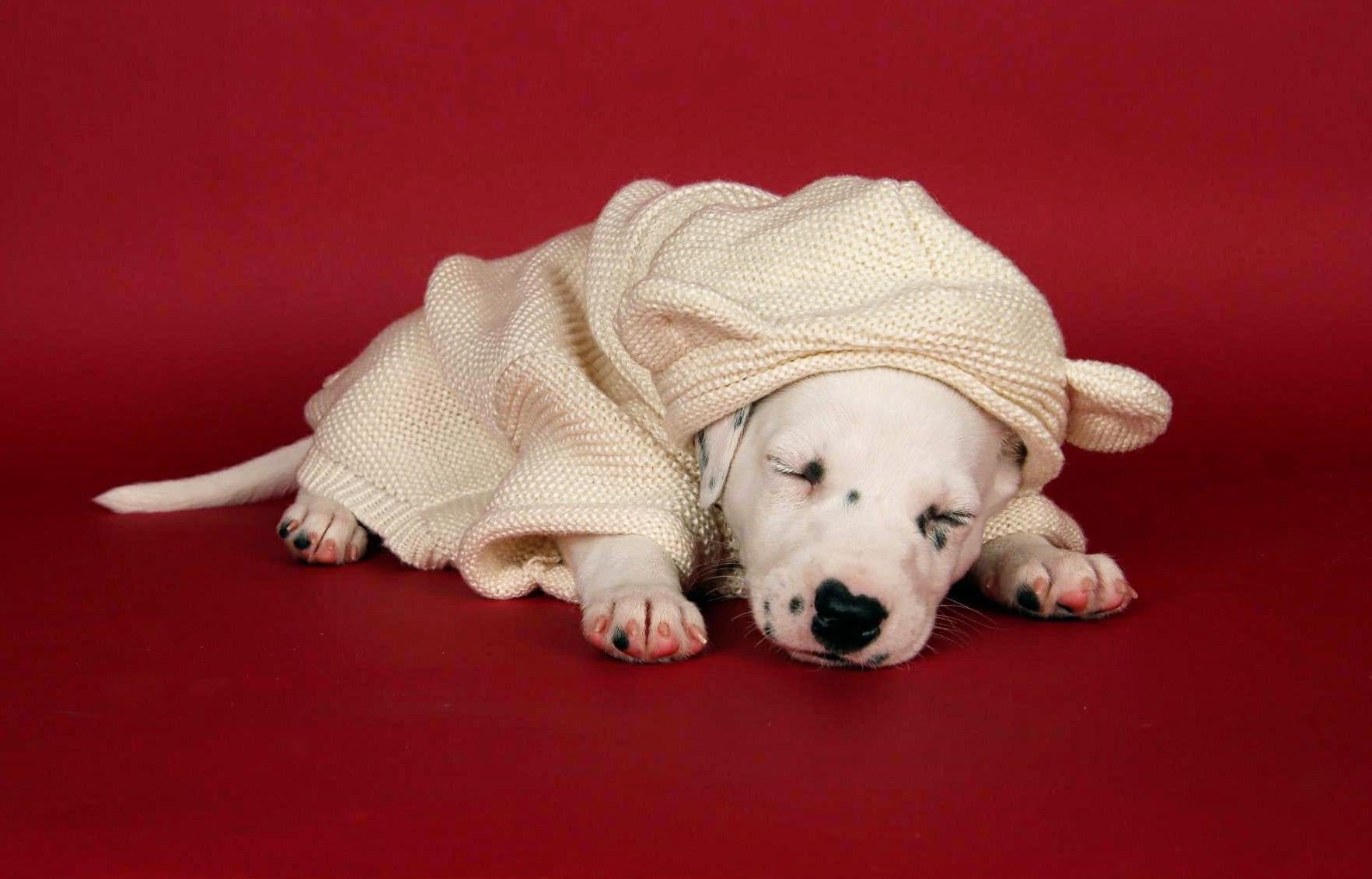 Kate Dark Red Seamless Paper Backdrop for Photography - Kate Backdrop AU