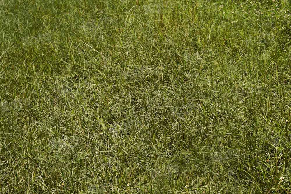 Kate Green Grass Field Backdrop Designed by Kate Image