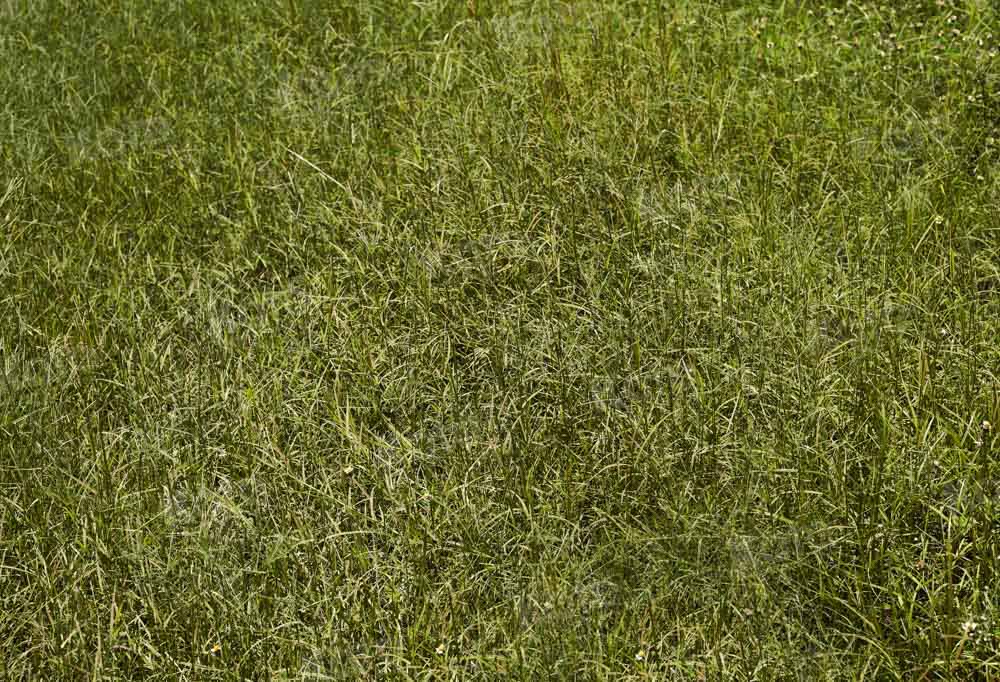 Kate Green Grass Field Backdrop Designed by Kate Image