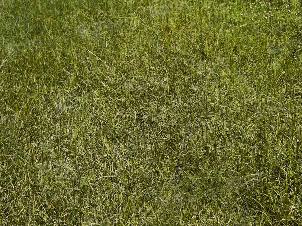 Kate Green Grass Field Backdrop Designed by Kate Image