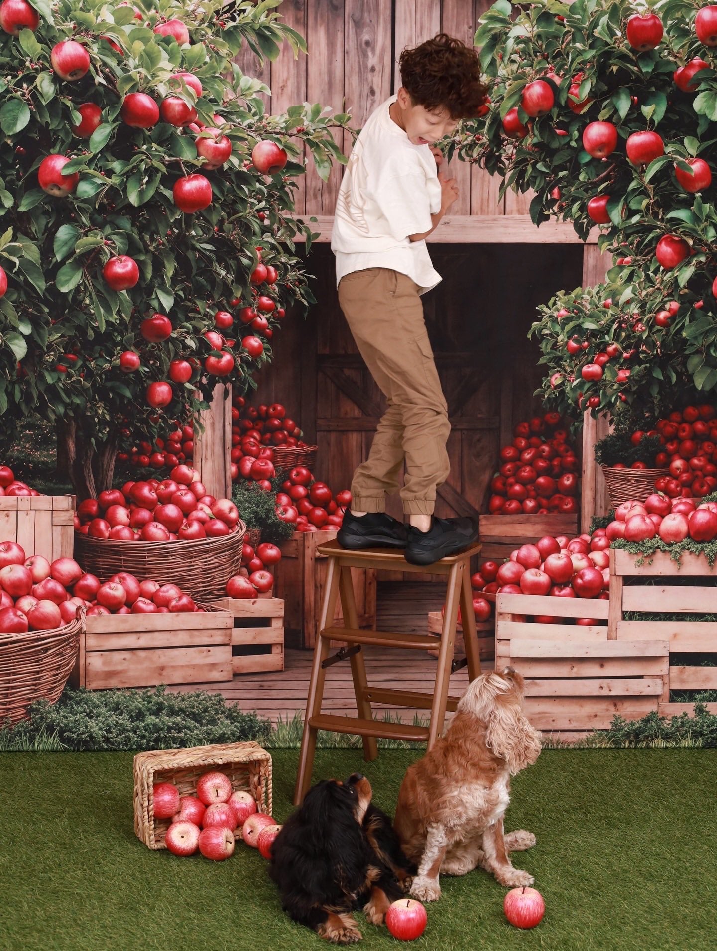 Kate Fall Apple Orchard Barn Backdrop Designed by Emetselch