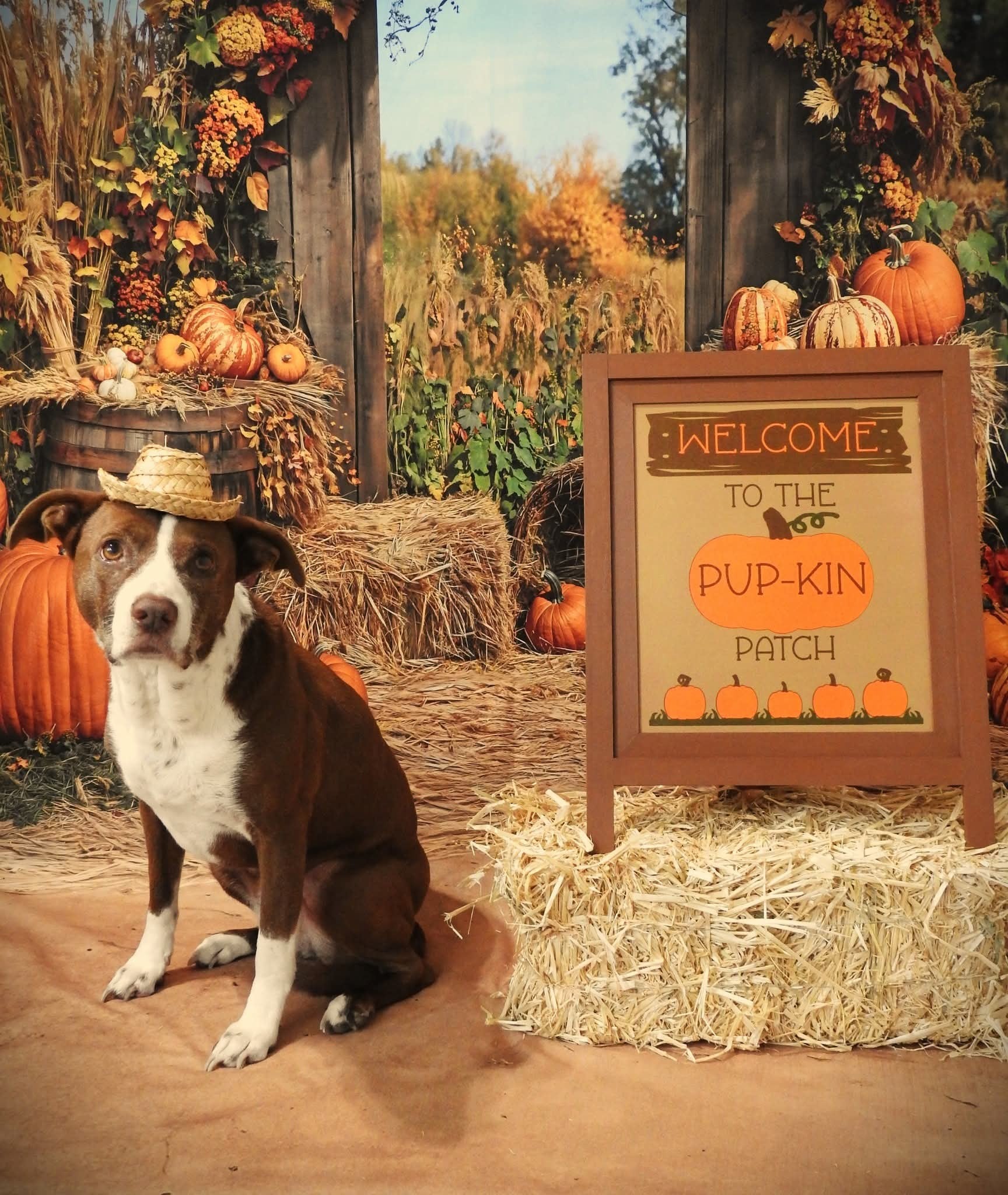Kate Autumn Pumpkins Hay Backdrop Designed by Emetselch - Kate Backdrop AU