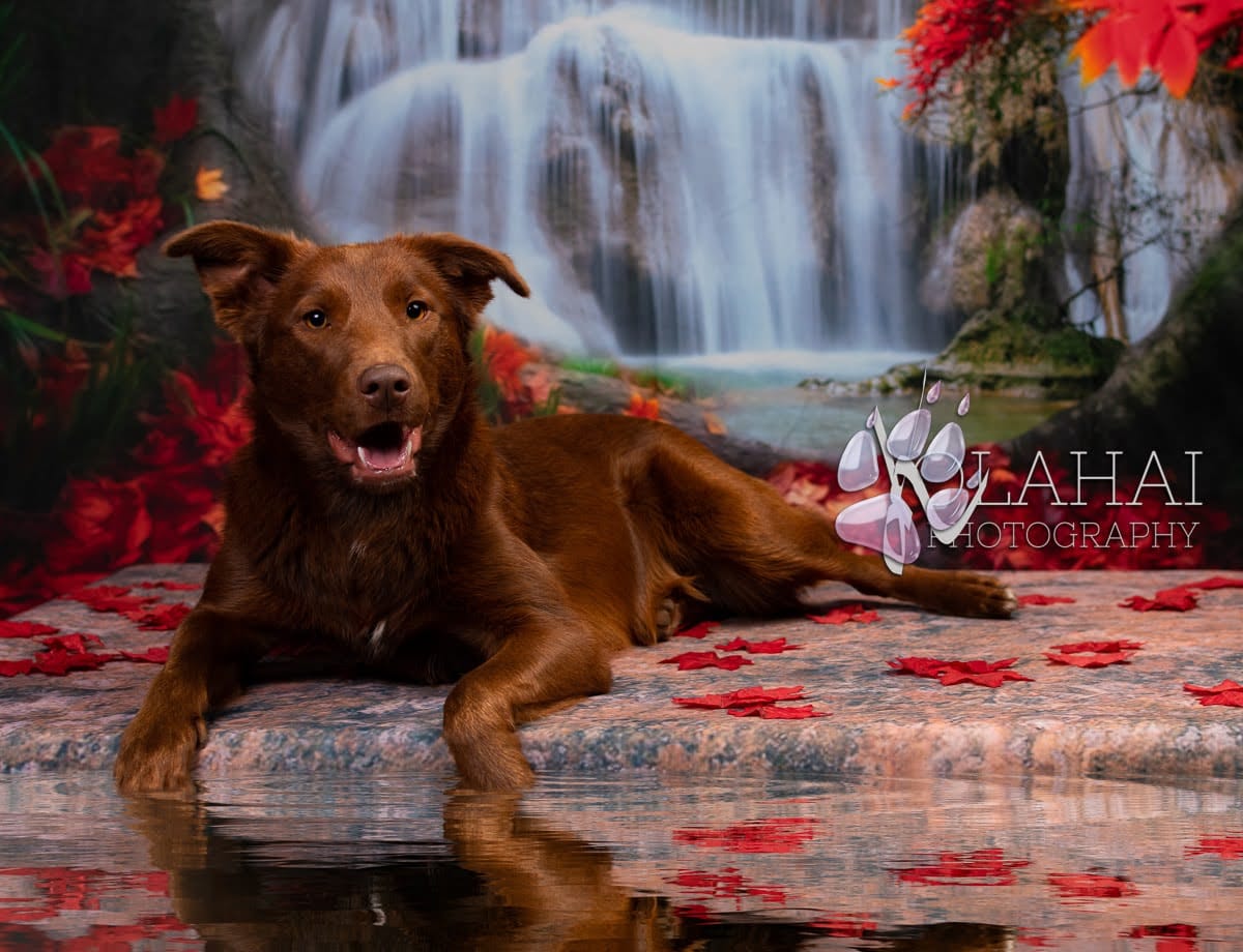 Kate Autumn Backdrop Forest Waterfall Leaves for Photography - Kate Backdrop AU