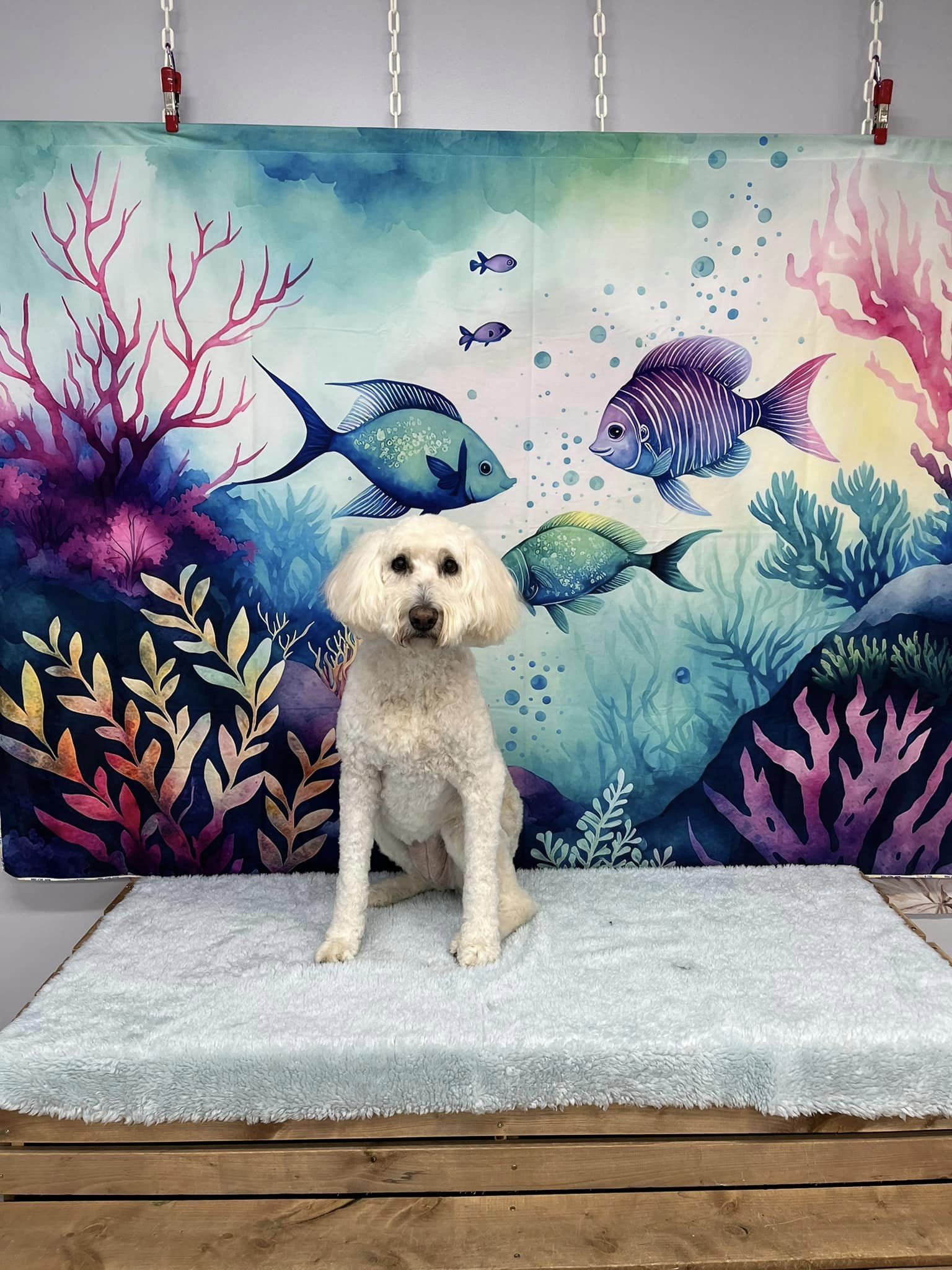 Kate Magical Sea Kingdom Backdrop Designed by Patty Robertss - Kate Backdrop AU