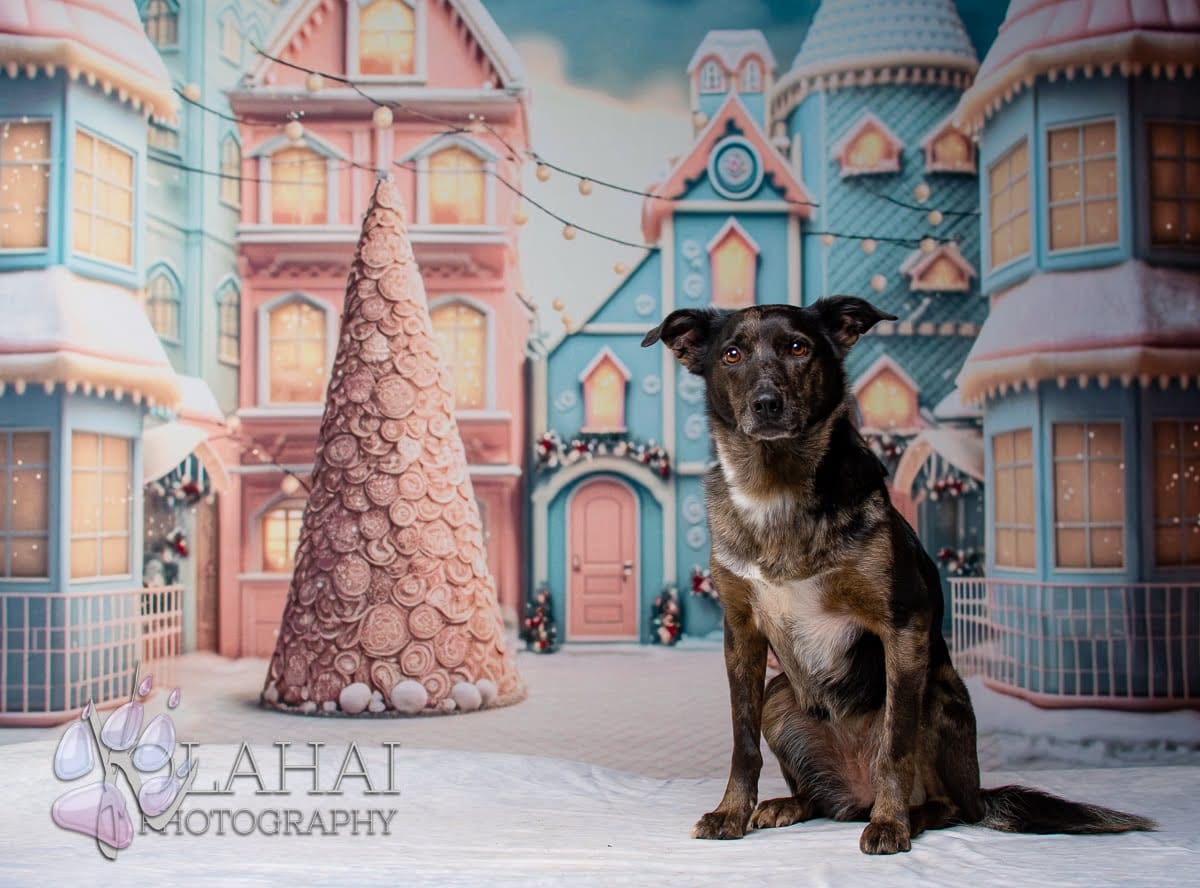 Kate Winter Christmas Town Backdrop for Photography