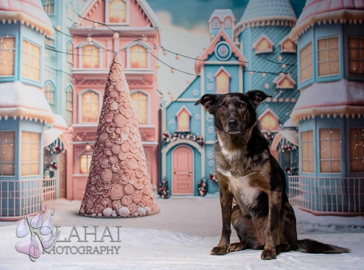 Kate Winter Christmas Town Backdrop for Photography - Kate Backdrop AU