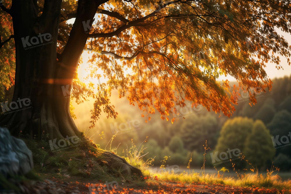 Kate Autumn Sunny Tree Backdrop for Photography